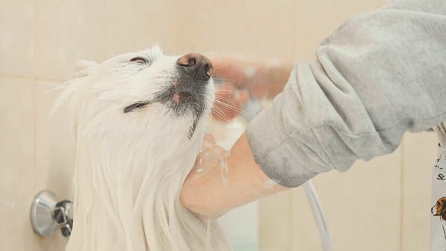 美容师在洗澡的时候给哈士奇洗澡