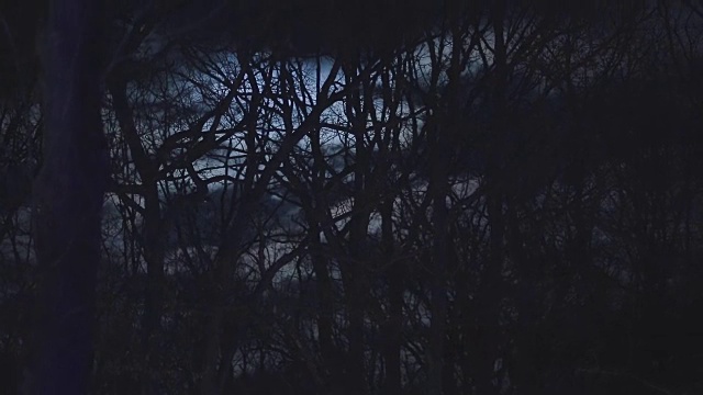 森林里的黑夜