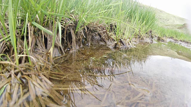 喀尔巴阡和阿尔卑斯蝾螈以及其他水生生物的水下生活。只有在交配季节，它们才会从地下洞穴的秘密避难所爬出来