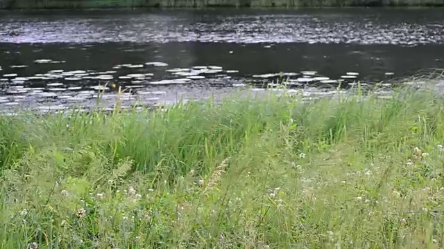池塘、河流或湖泊前有郁郁葱葱的莎草、芦苇和草