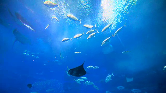 詳情圖-魚群，刺鰩，鯨鯊。