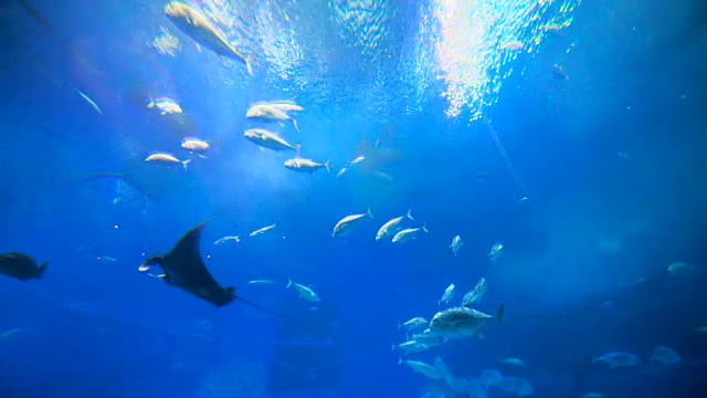 詳情圖-魚群，刺鰩，鯨鯊。
