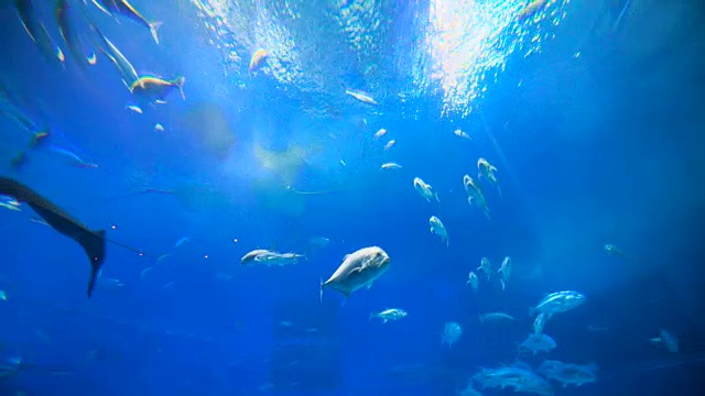 詳情圖-魚群，刺鰩，鯨鯊。