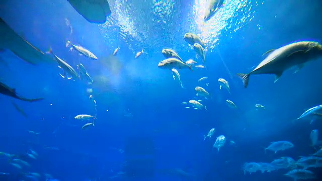 詳情圖-魚群，刺鰩，鯨鯊。