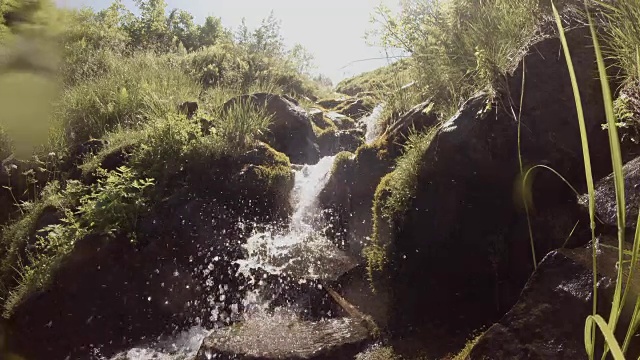 夏日溪流的水落在照相机周围的新鲜树叶