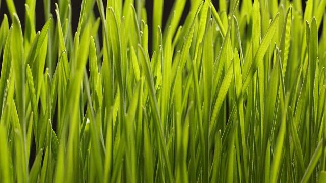 詳情圖-種植小麥種子農(nóng)業(yè)的時(shí)間