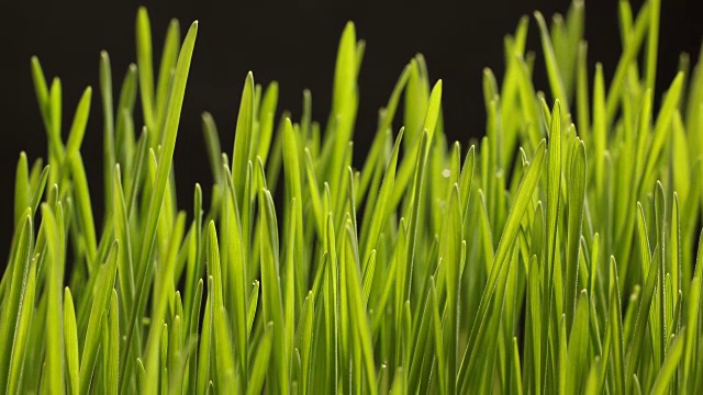 詳情圖-種植小麥種子農(nóng)業(yè)的時(shí)間