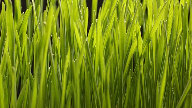 詳情圖-種植小麥種子農(nóng)業(yè)的時(shí)間