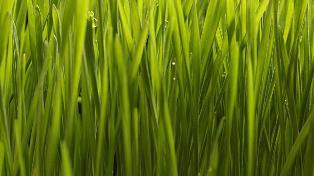 詳情圖-種植小麥種子農(nóng)業(yè)的時(shí)間