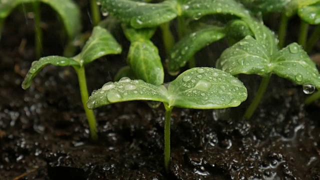 在雨中发芽的黄瓜种子