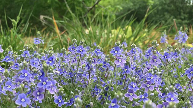 春天开花