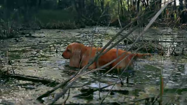 红色的可卡犬在沼泽地里捕猎家禽