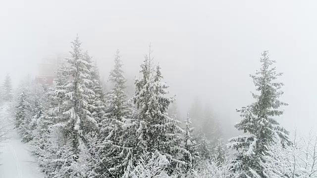 冬天的喀尔巴阡，在暴风雪中飞过冷杉树