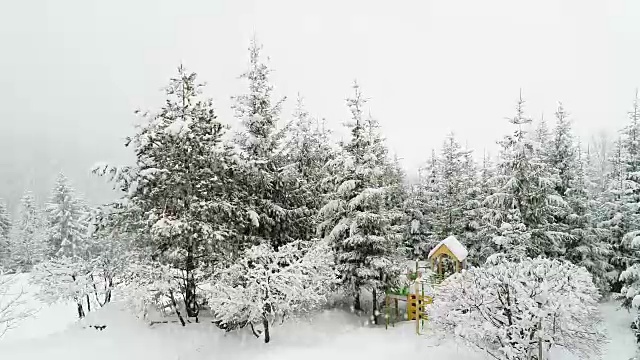 冬天喀尔巴阡的风景，圣诞树在雪地里