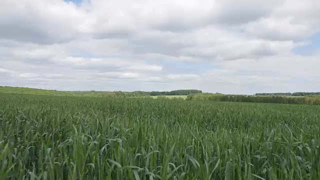 用移动的摄像机拍摄的一片面包的绿色嫩芽。摄像机在绿草之上飞行