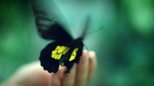 4k特写蝴蝶扑扇翅膀快