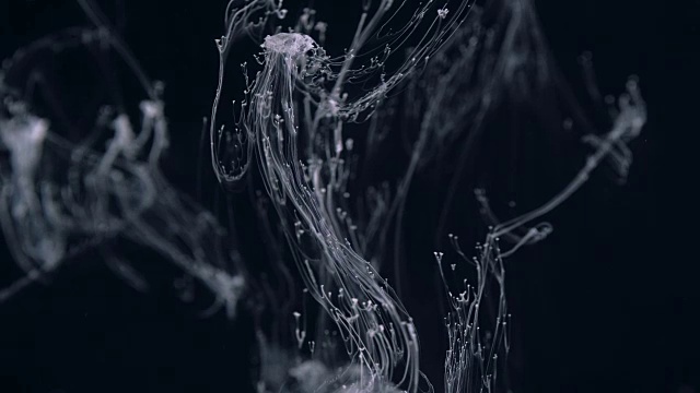 白色墨水效果在水上拍摄黑色背景。抽象水墨创作奇形怪状的云。在4 k拍摄