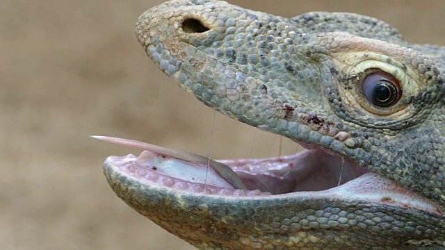 特写的科莫多龙的头与嘴张开。缓慢的运动。(VARANUS KOMODOENSIS)。