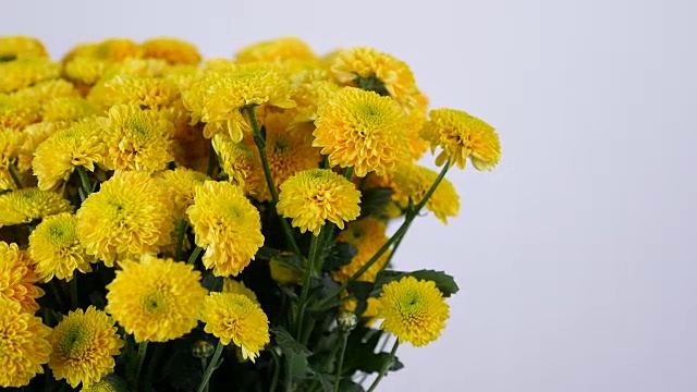 特写，鲜花，花束，旋转在白色背景上，花卉组成由黄色菊花santini