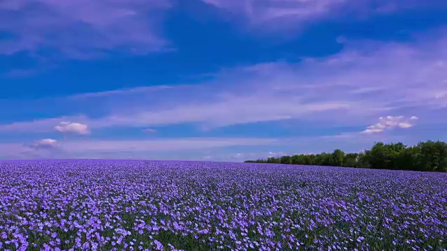 一片开花的亚麻地