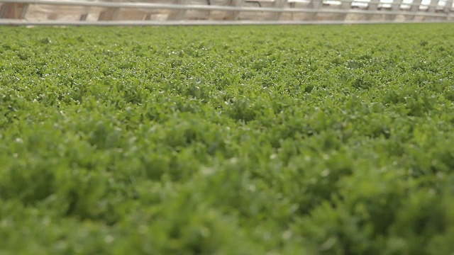 大棚种植生菜，农业产业化。新鲜的