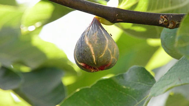 成熟无花果挂果