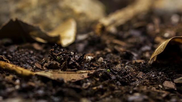 季节变化雪到春天植物生长时间