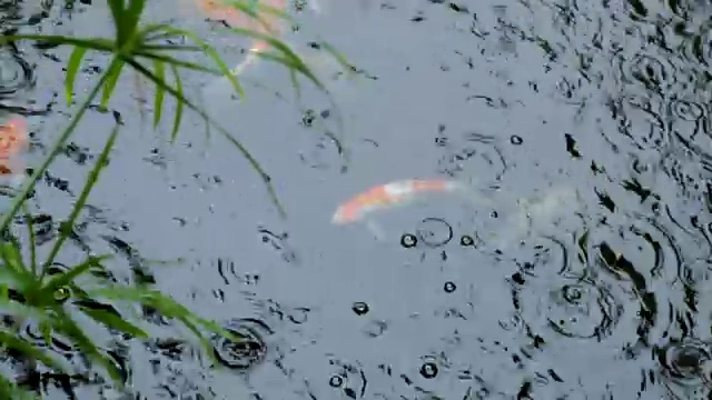 花式鲤鱼或锦鲤游泳