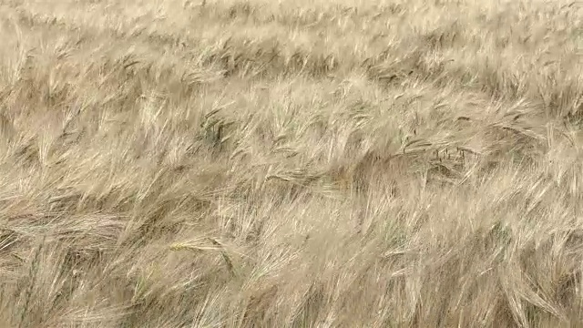 风吹动地里的小麦