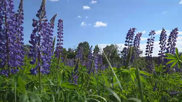 卢平花在微风中摇摆