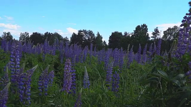 卢平花在微风中摇摆