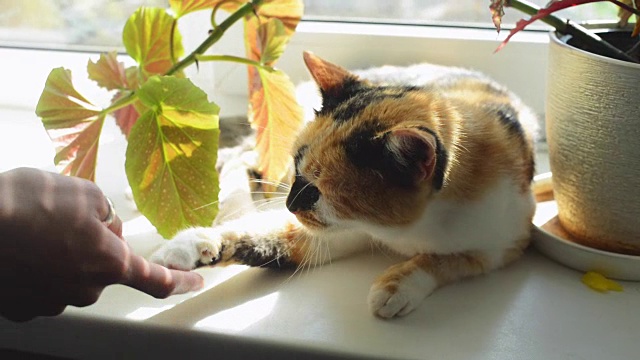 有趣的多色猫躺在窗户上，玩弄着一只女性的手。睡意朦胧的小猫在花旁。阳光明媚的天气。