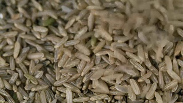 将糙米倒在上面