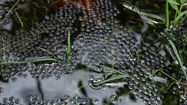 水中的青蛙卵