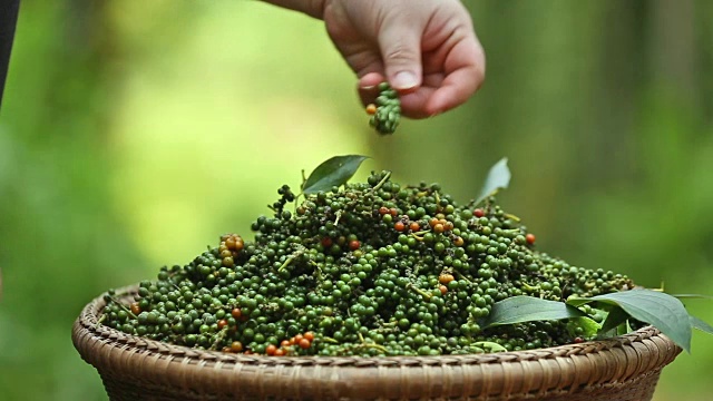 农民手在木筐中挑选新鲜胡椒花束。
