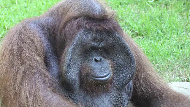 orangutans也拼作orangutan, orangutang或orang-utang，分类在Pongo属