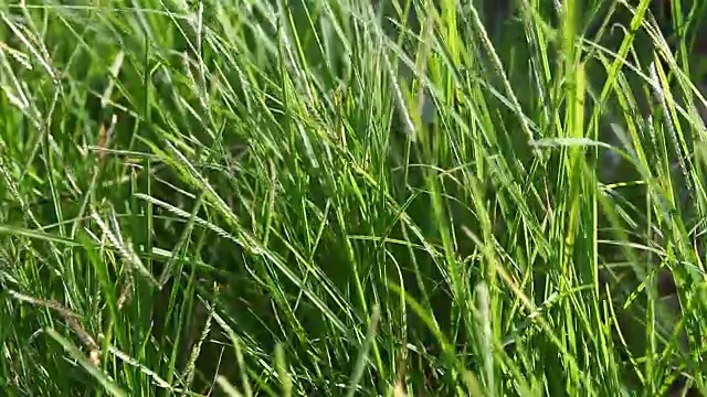 详情图-近景多风的绿草