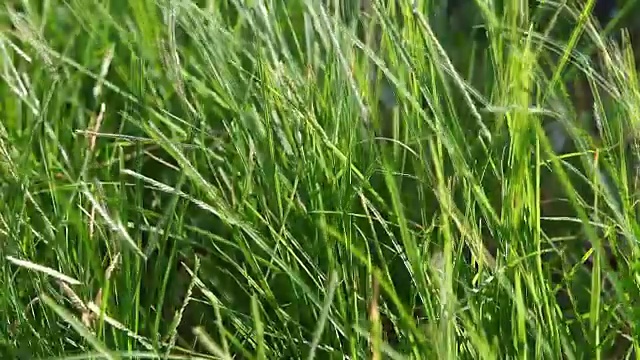 详情图-近景多风的绿草