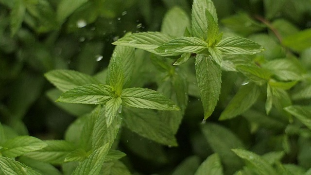 水滴倒在薄荷植物上