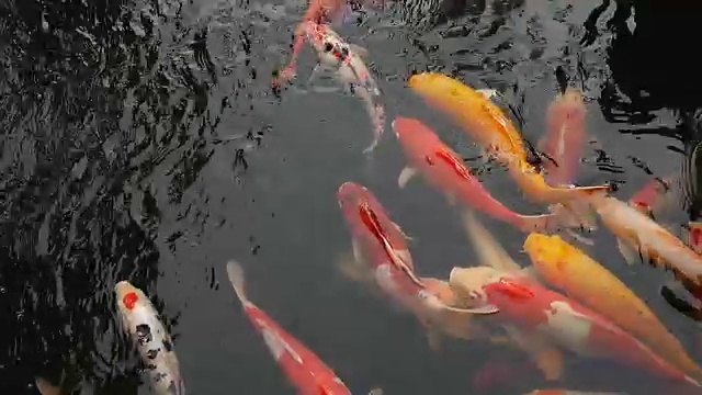 锦鲤，花式鲤鱼在上面游泳