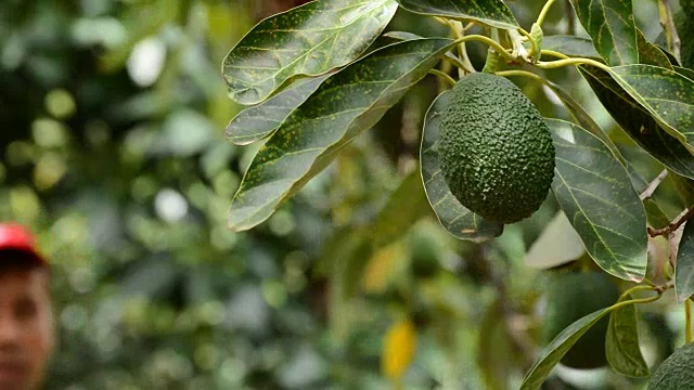 详情图-种植园里的牛油果在收获时挂在树上