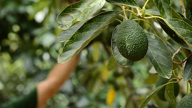 详情图-种植园里的牛油果在收获时挂在树上