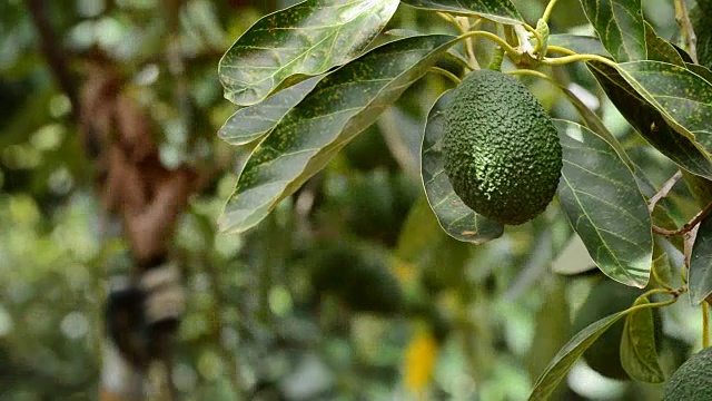 详情图-种植园里的牛油果在收获时挂在树上