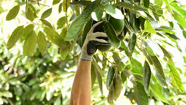 詳情圖-在果樹種植園中收獲牛油果