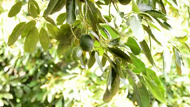 詳情圖-在果樹種植園中收獲牛油果