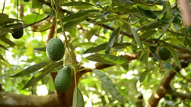 种植园里挂在树枝上的牛油果