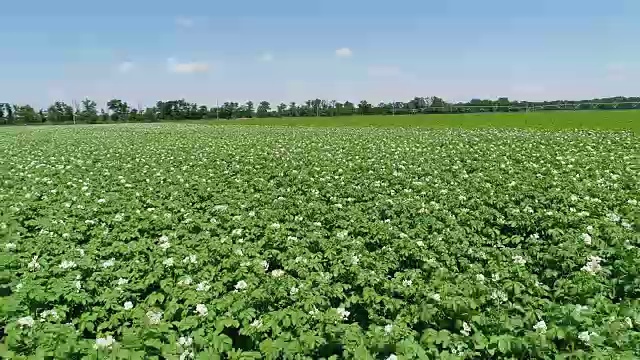 4 k鸟瞰图。绿色的田野开花的土豆。收获前的小土豆。