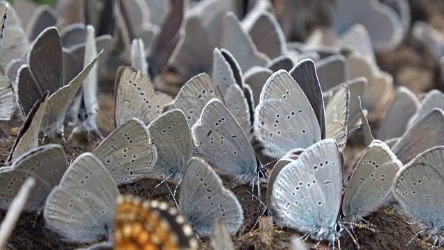 Bläuling，伊卡洛斯Polyommatus icarus，昆虫，吃牛粪矿物的蝴蝶，