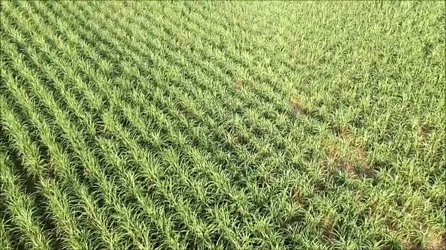 阳光普照的甘蔗田