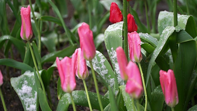 对比的概念。花和雪。冬季和夏季。冷热特写。循环